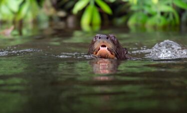 Capibara nadando en río del Pantanal con vegetación verde al fondo