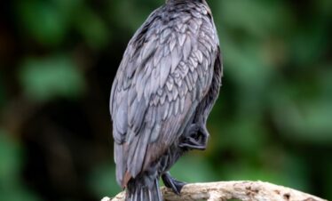 Cormorán con plumaje gris y cabeza negra posado en rama seca contra fondo verde del Pantanal