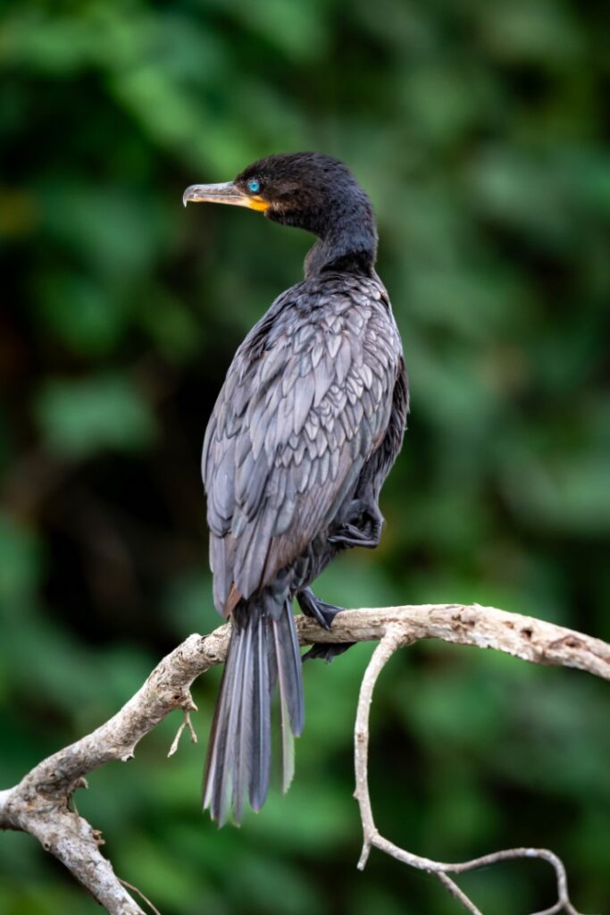 Cormorán con plumaje gris y cabeza negra posado en rama seca contra fondo verde del Pantanal