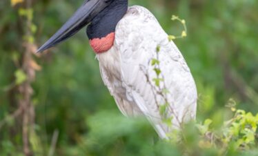 Jabiru con plumaje blanco y cabeza negra junto a vegetación verde en el Pantanal