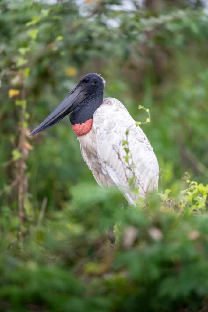 Jabiru con plumaje blanco y cabeza negra junto a vegetación verde en el Pantanal