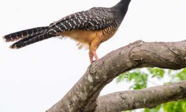 Pavón norteño perchado en rama con plumaje negro y pecho ocre en el Pantanal