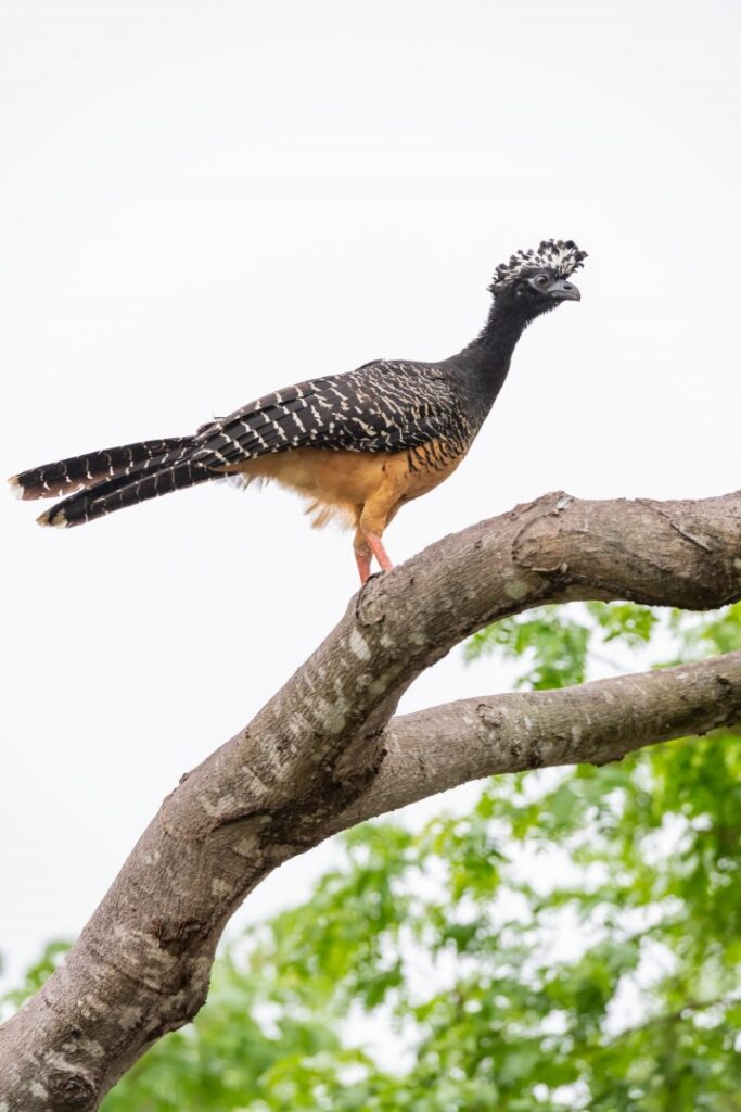 Pavón norteño perchado en rama con plumaje negro y pecho ocre en el Pantanal