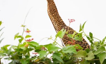 Garza pintada con plumaje marrón y dorado erguida entre vegetación verde y flores rojas del Pantanal