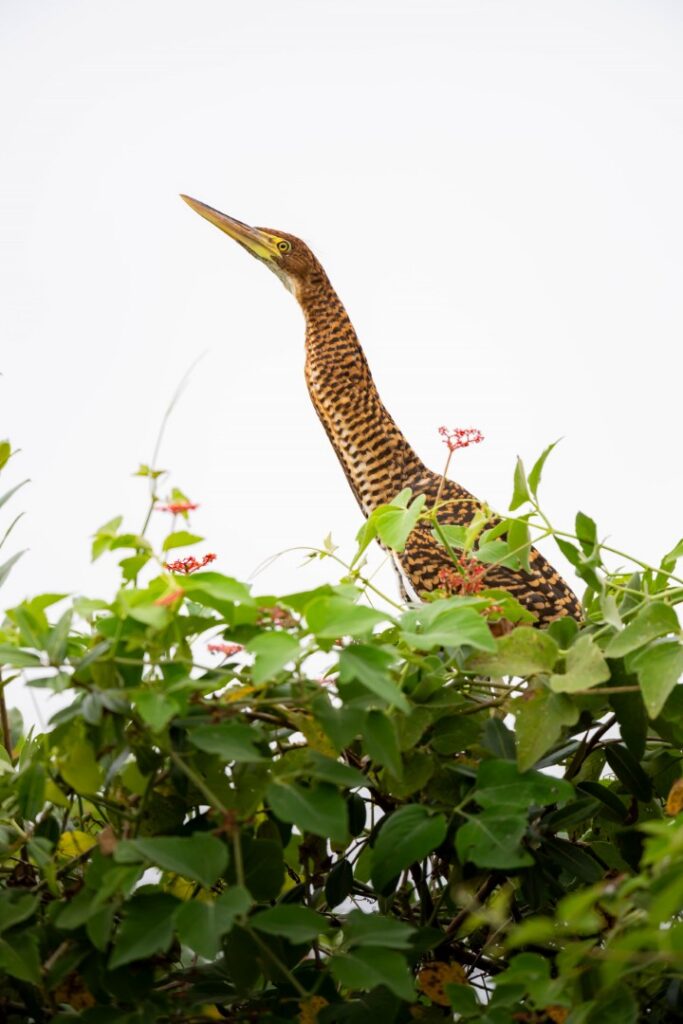Garza pintada con plumaje marrón y dorado erguida entre vegetación verde y flores rojas del Pantanal