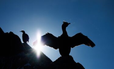Cormorán con alas extendidas en roca, siluetado contra el sol, con otros cormoranes al fondo