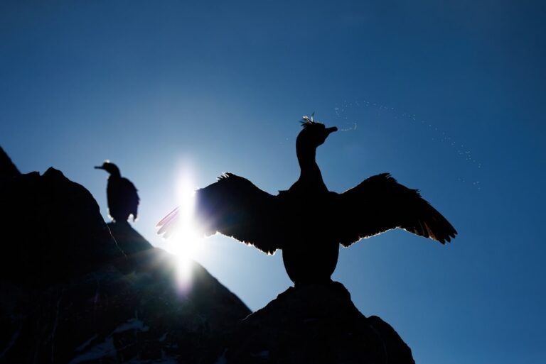 Cormorán con alas extendidas en roca, siluetado contra el sol, con otros cormoranes al fondo