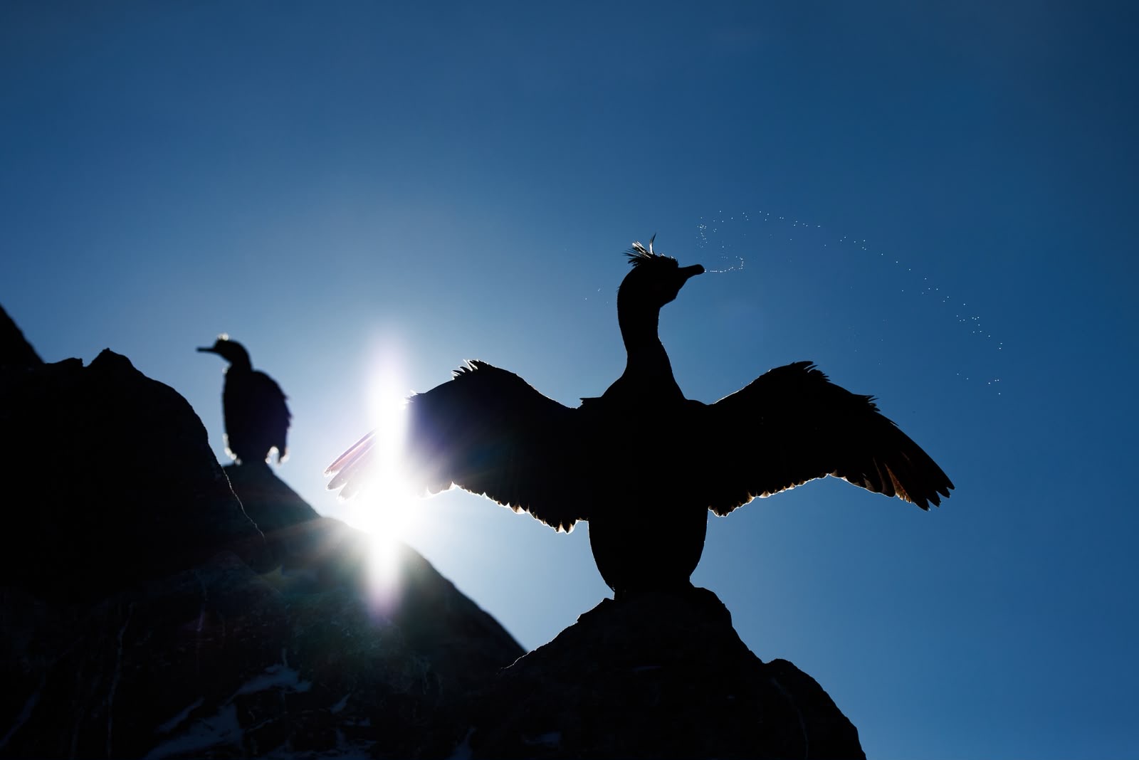 Cormorán con alas extendidas en roca, siluetado contra el sol, con otros cormoranes al fondo