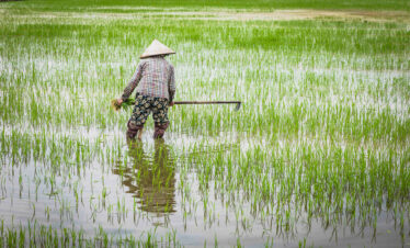 Agricultor con sombrero cónico trabajando en arrozal inundado durante la cosecha en Vietnam