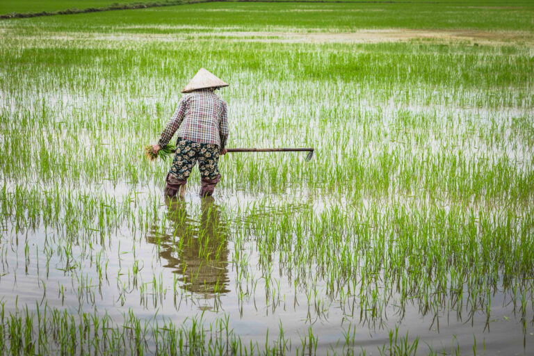 Agricultor con sombrero cónico trabajando en arrozal inundado durante la cosecha en Vietnam