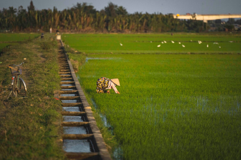 Campesino recogiendo arroz en campo inundado de Vietnam con bicicleta y canal de agua al fondo