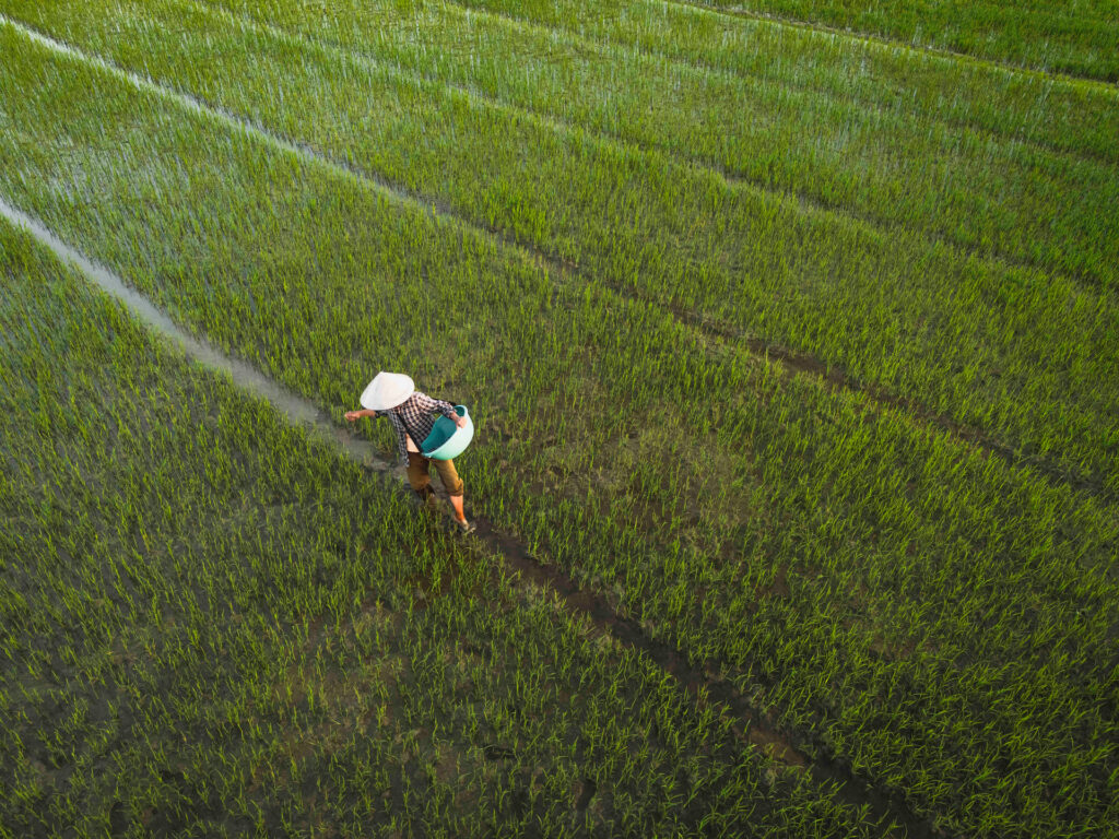 Agricultor caminando entre arrozales verdes en Vietnam, vista aérea desde drone