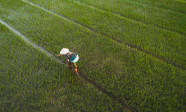 Agricultor caminando entre arrozales verdes en Vietnam, vista aérea desde drone
