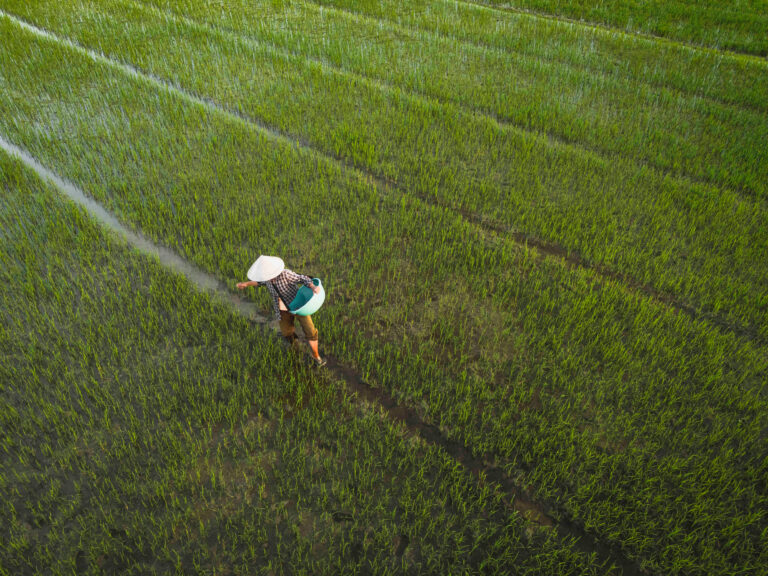 Agricultor caminando entre arrozales verdes en Vietnam, vista aérea desde drone