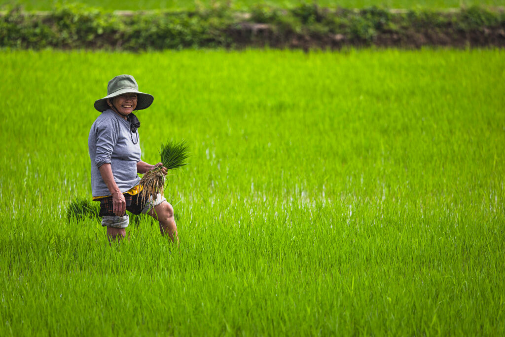 Agricultora en arrozal verde sostiene manojos de arroz joven, Vietnam