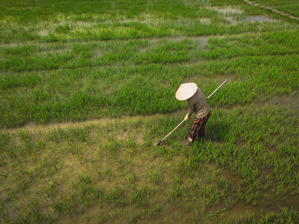 Agricultor con sombrero conónico trabaja en arrozal inundado en Vietnam o Camboya