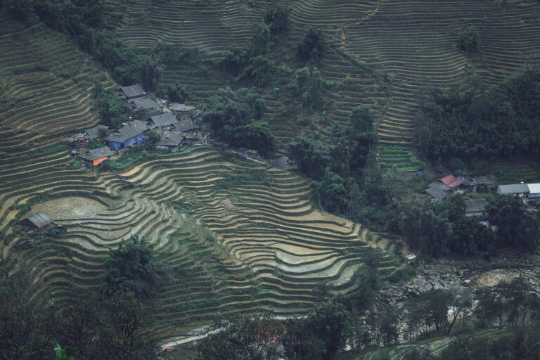 Terrazas de arroz escalonadas en verde intenso con casas tradicionales dispersas entre cultivos en zona montañosa de Vietnam