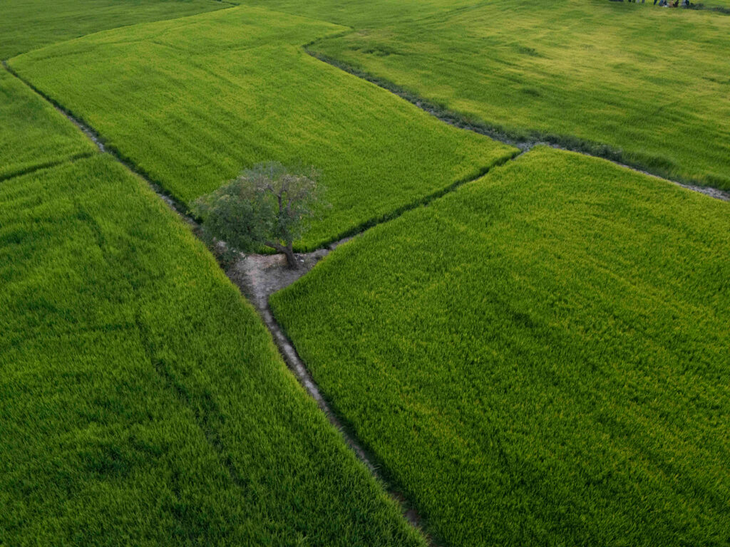 Arrozales verdes atravesados por canales de agua y un árbol solitario en el delta del Mekong, Vietnam