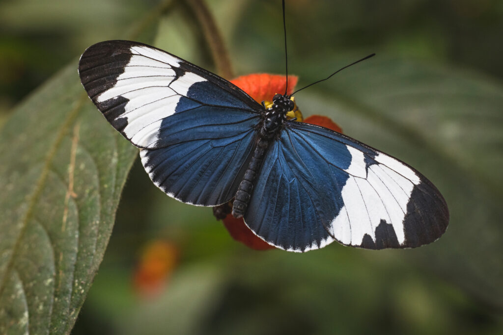 Mariposa con alas azul oscuro, blancas y negras posada sobre una hoja verde en Costa Rica