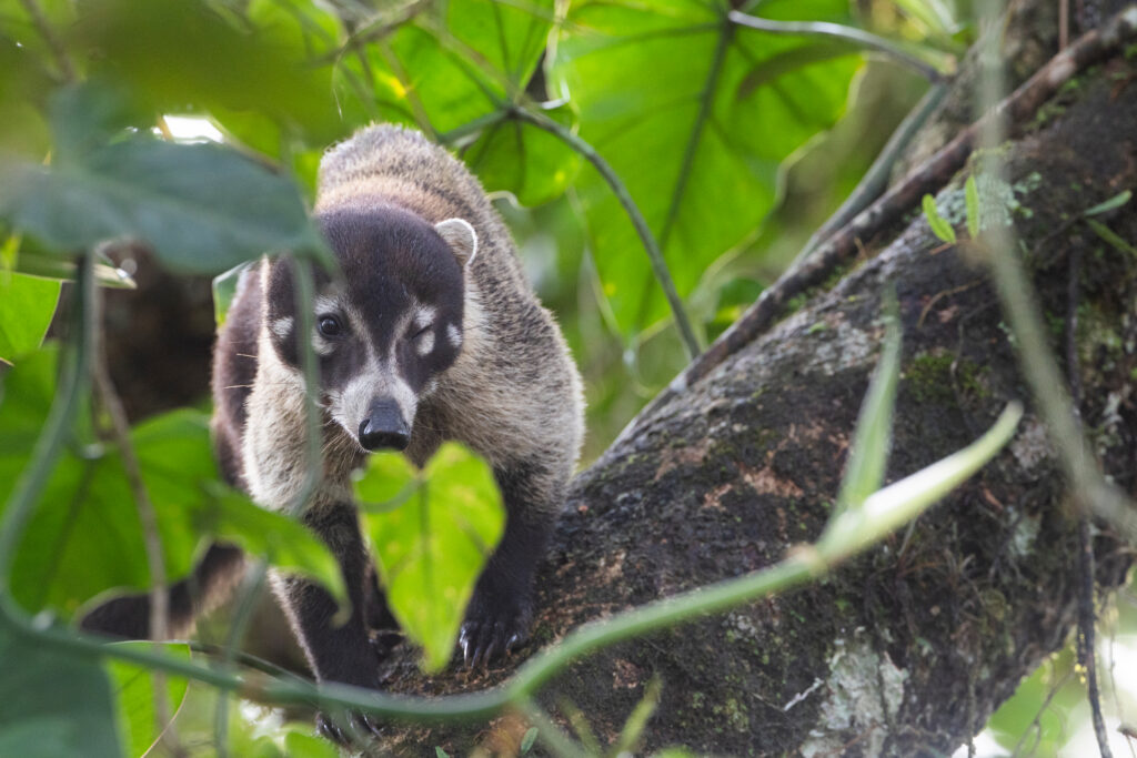 Coatí de nariz blanca sobre rama en bosque tropical de Costa Rica
