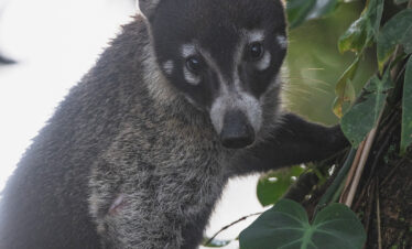 Coatí centroamericano entre vegetación verde en su hábitat natural de selva tropical