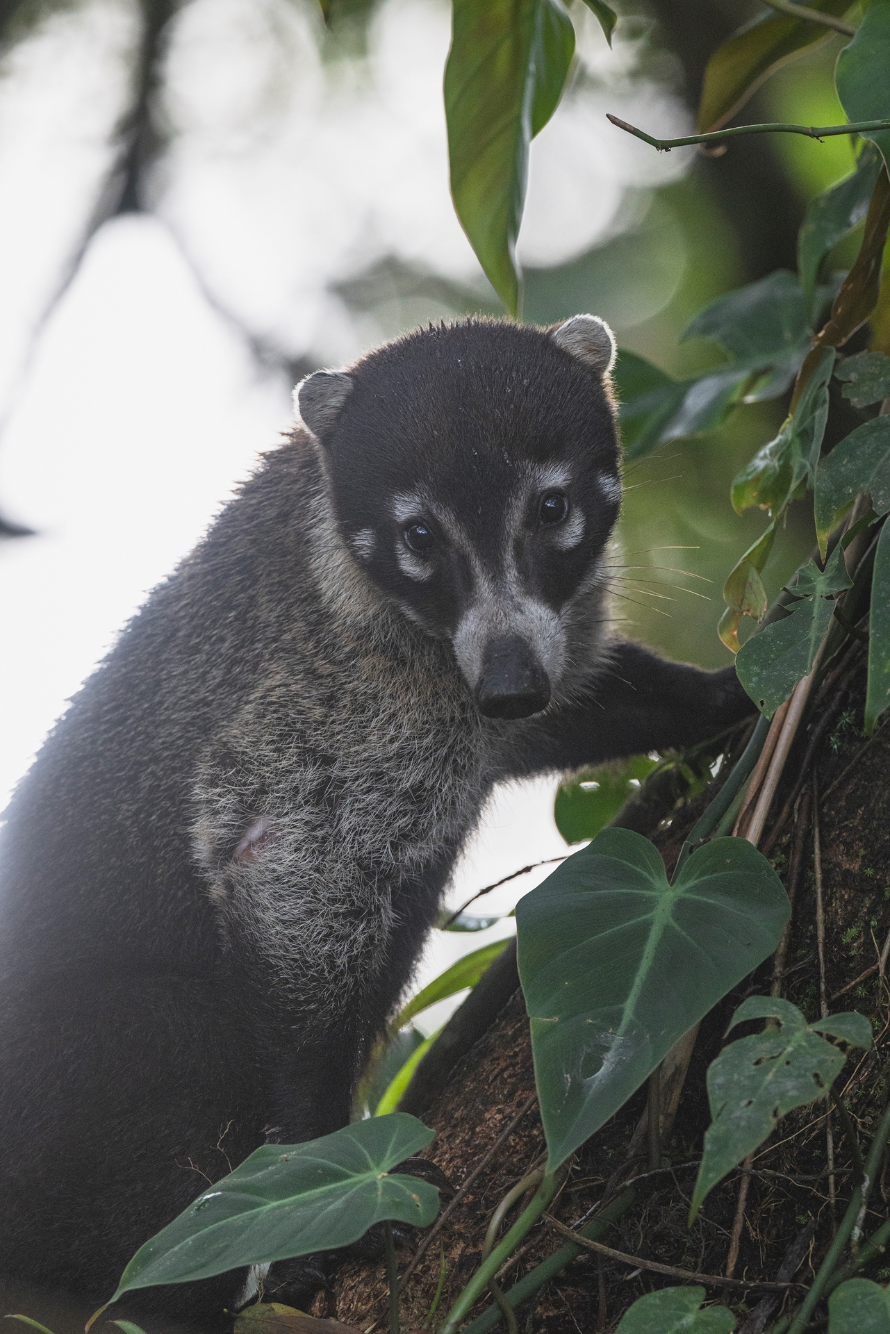 Coatí centroamericano entre vegetación verde en su hábitat natural de selva tropical