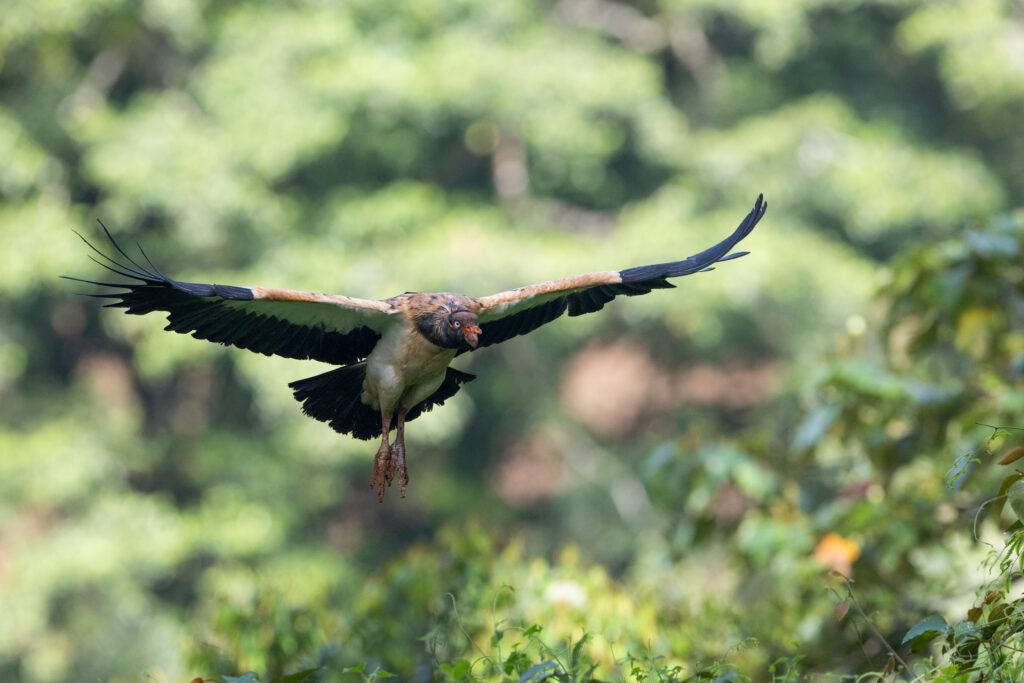 Águila en vuelo con alas extendidas sobre vegetación verde de bosque tropical