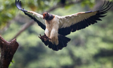 Guacamayo tricolor en vuelo descendente extendiendo sus alas sobre rama de árbol en selva tropical