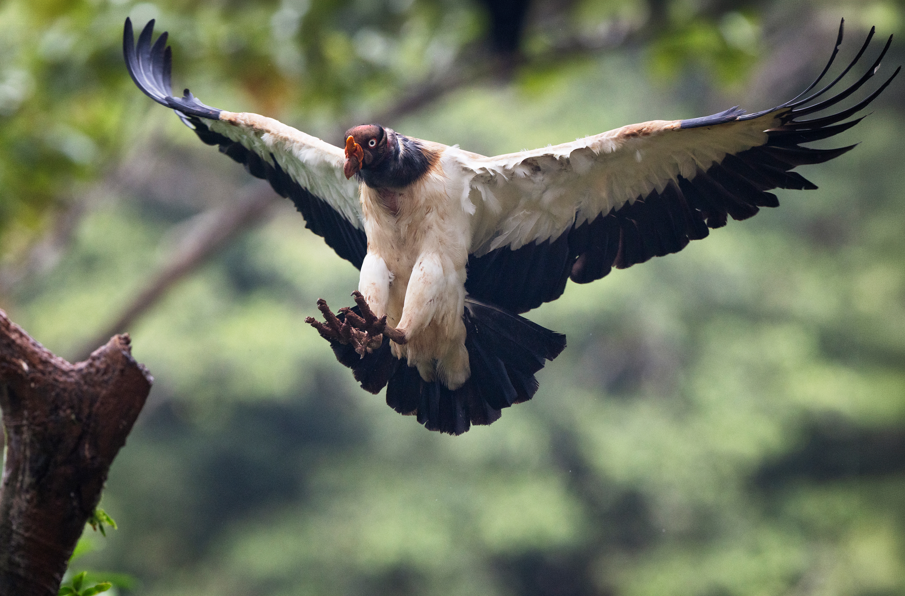 Guacamayo tricolor en vuelo descendente extendiendo sus alas sobre rama de árbol en selva tropical