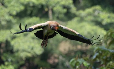 Ave en vuelo con plumaje marrón y negro y alas extendidas contra fondo de selva verde