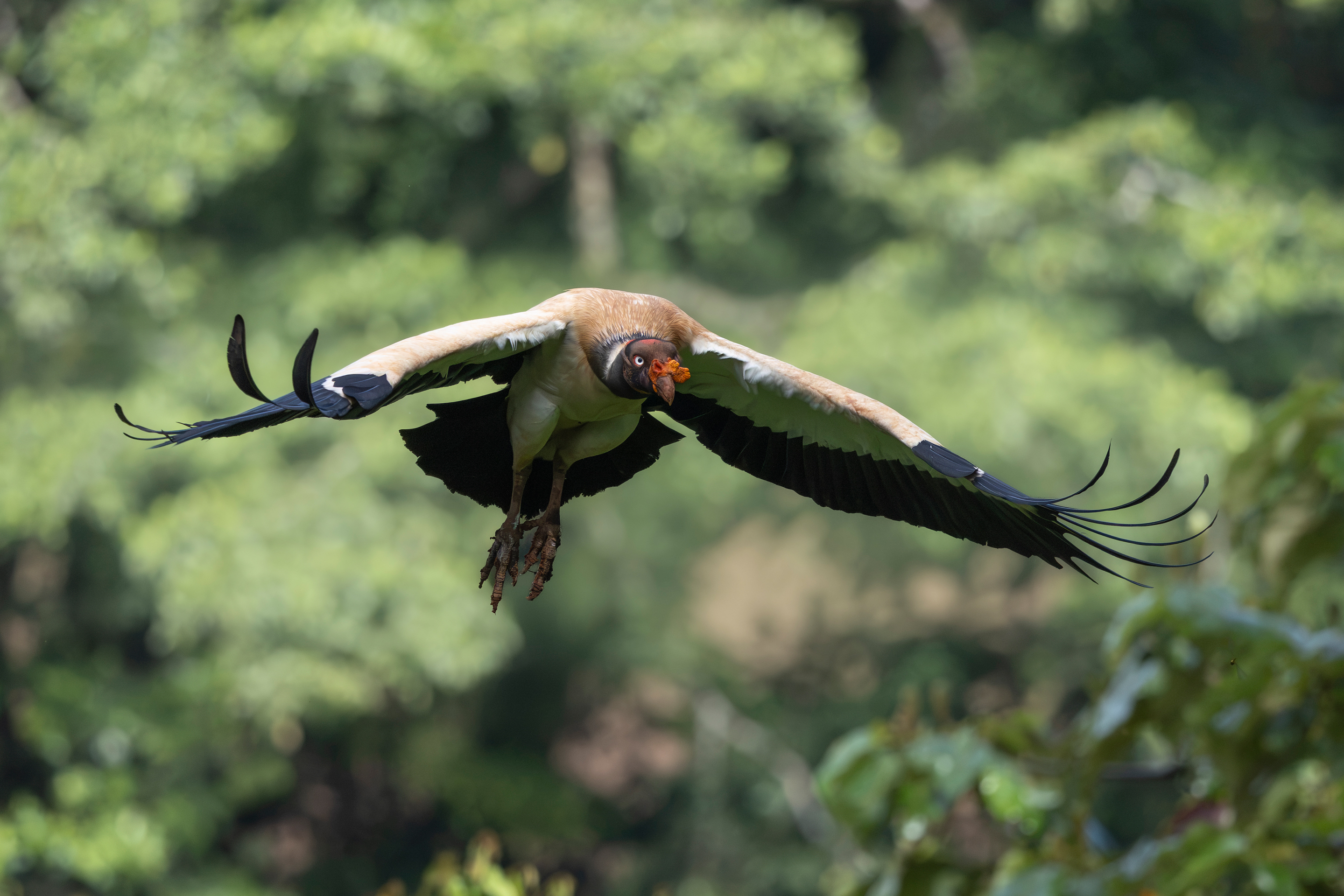 Ave en vuelo con plumaje marrón y negro y alas extendidas contra fondo de selva verde