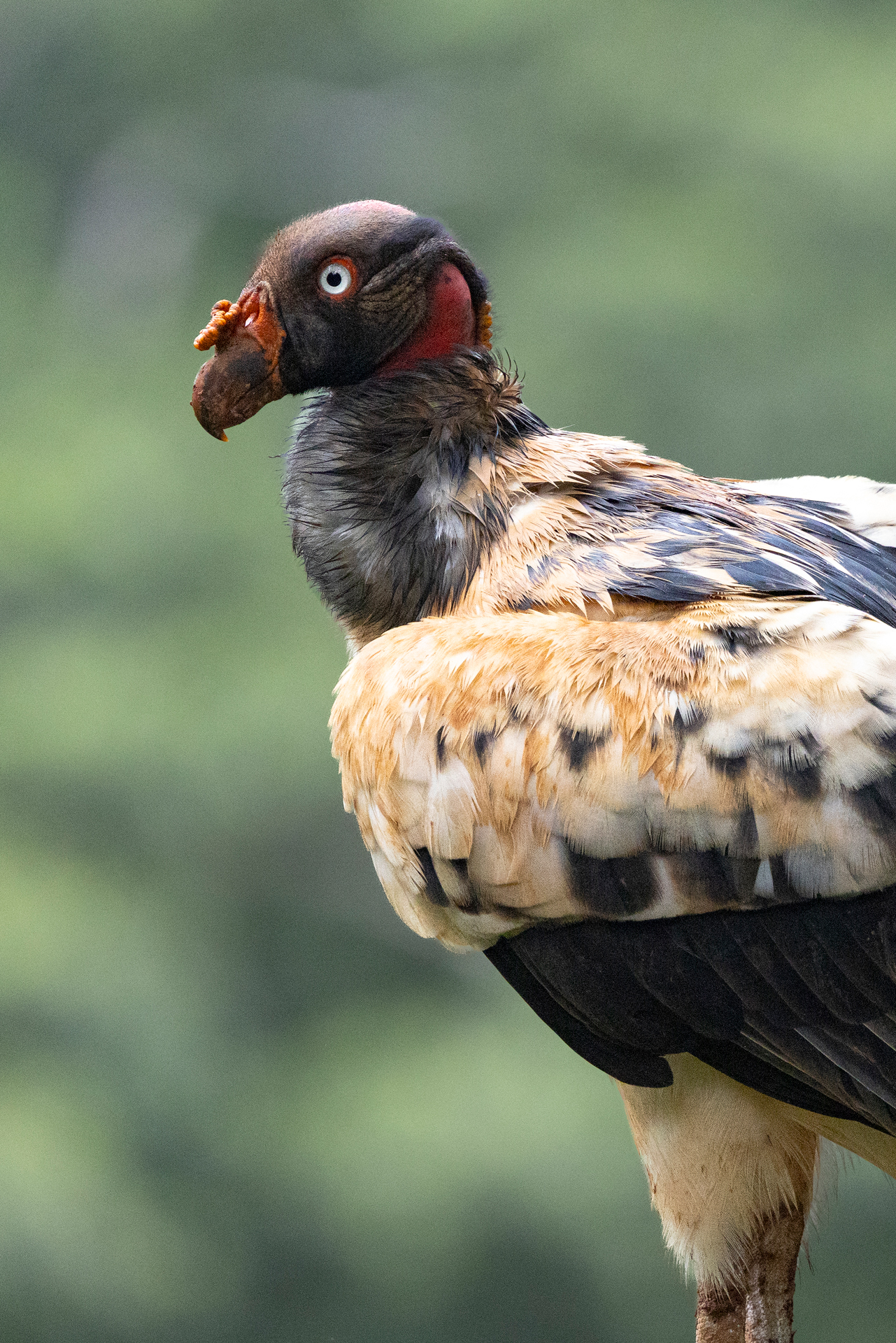 Pava o guacamayo de cabeza roja con plumaje marrón y negro, característica fauna de Costa Rica