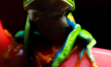 Rana roja y verde con ojos naranja en rama rosa, Costa Rica