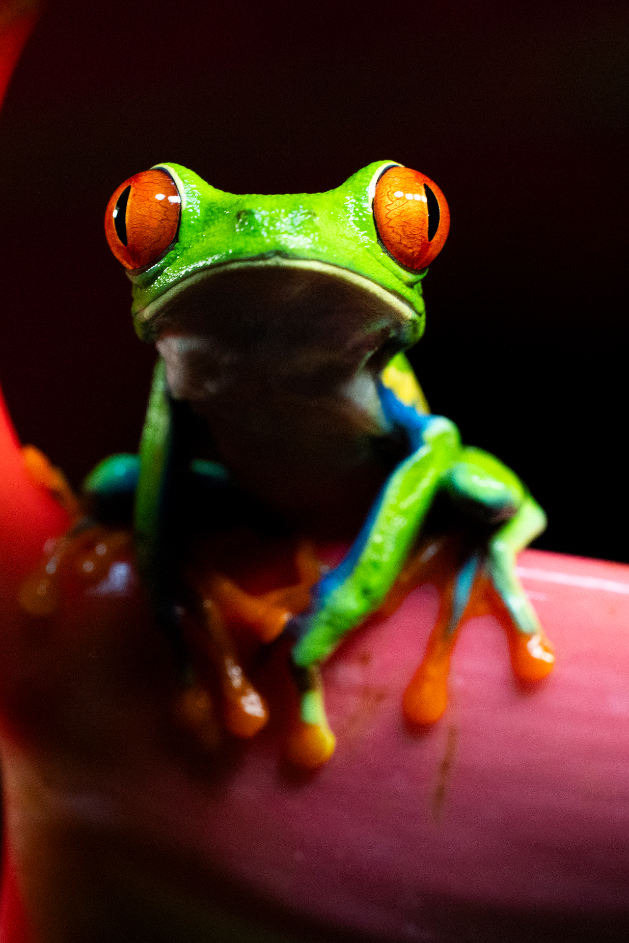Rana roja y verde con ojos naranja en rama rosa, Costa Rica