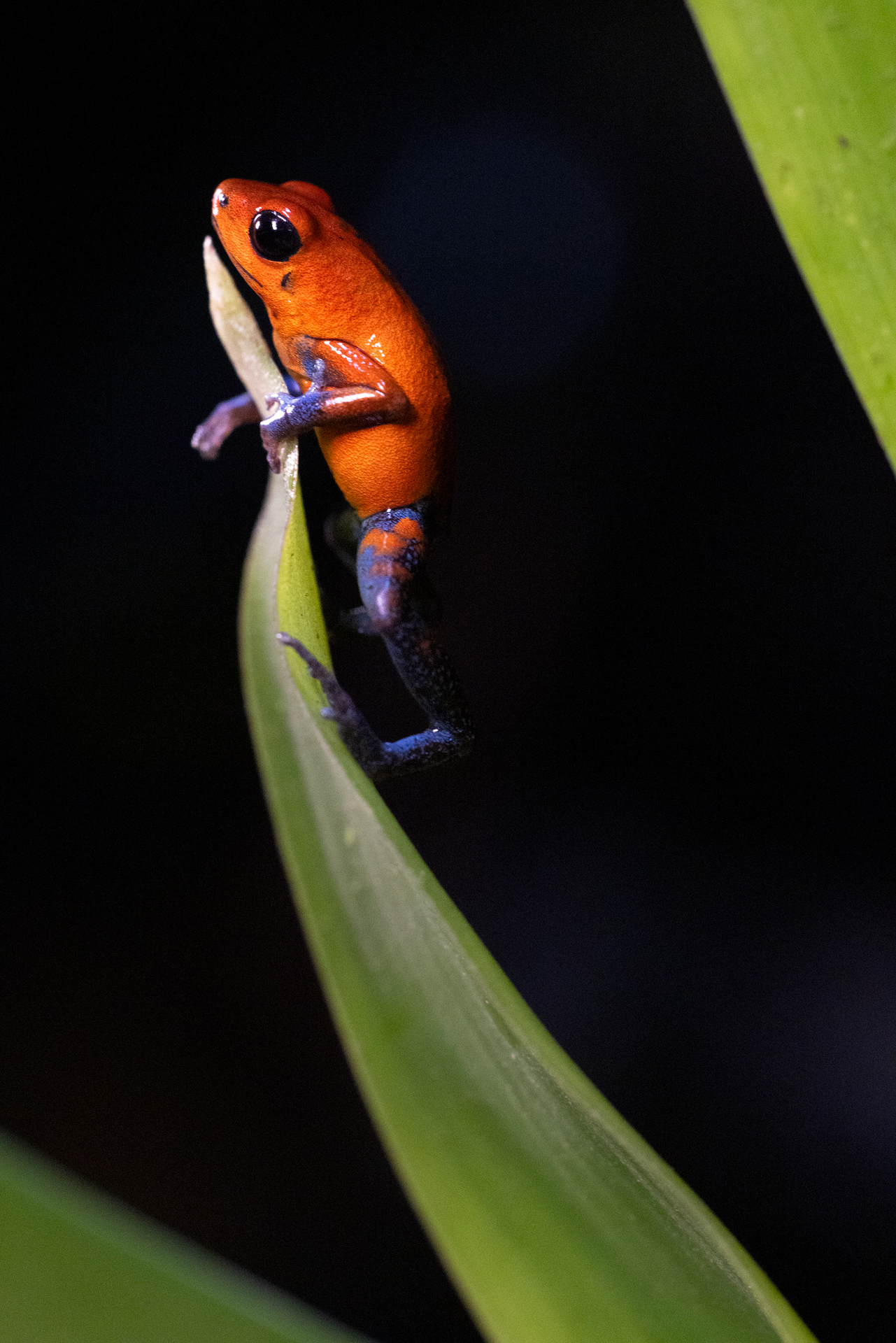 Rana roja con extremidades azules aferrada a una hoja verde sobre fondo negro