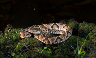 Serpiente terciopelo enroscada sobre musgo verde en el bosque tropical de Costa Rica