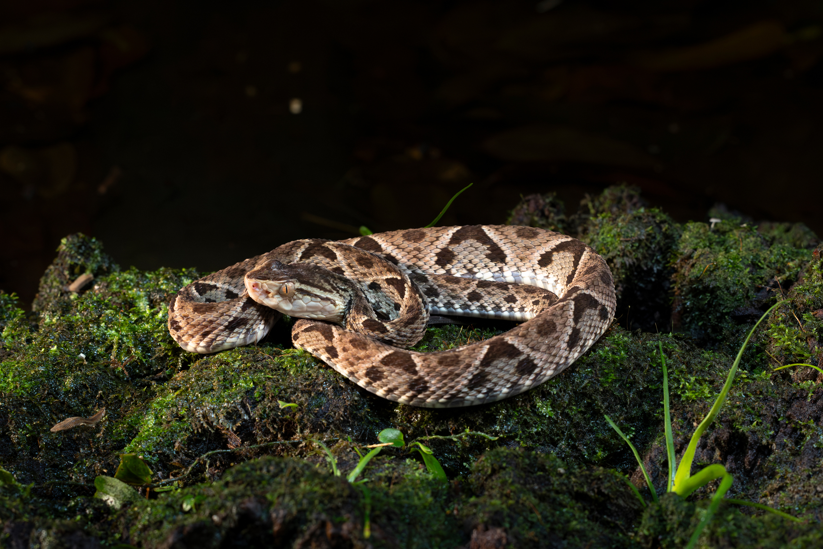 Serpiente terciopelo enroscada sobre musgo verde en el bosque tropical de Costa Rica