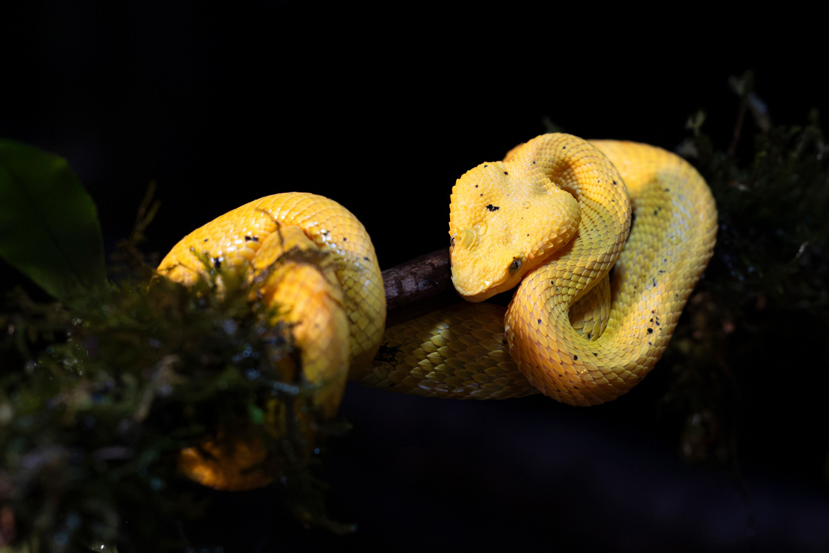 Dos serpientes amarillas enroscadas en una rama contra fondo negro en la selva de Costa Rica