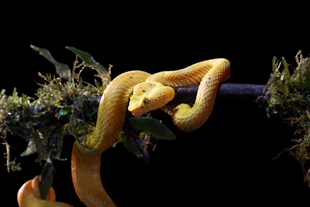 Serpiente amarilla enroscada en rama con musgo, sobre fondo negro, Costa Rica