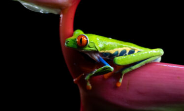Rana roja y verde con ojos anaranjados sobre rama púrpura en bosque tropical de Costa Rica
