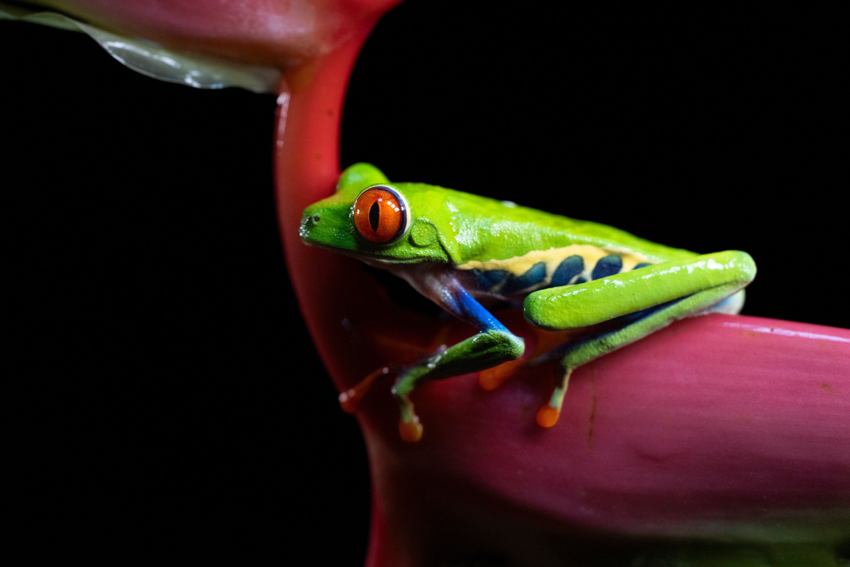 Rana roja y verde con ojos anaranjados sobre rama púrpura en bosque tropical de Costa Rica