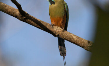 Pájaro tropical con plumaje verde, naranja y negro posado en rama, cola larga ornamental, fondo azul desenfocado