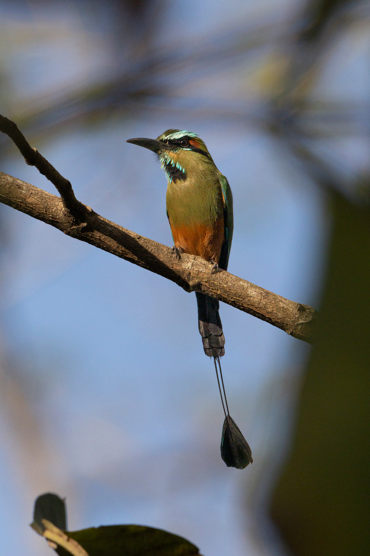 Pájaro tropical con plumaje verde, naranja y negro posado en rama, cola larga ornamental, fondo azul desenfocado