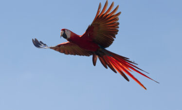 Guacamaya roja en vuelo contra cielo azul con alas desplegadas