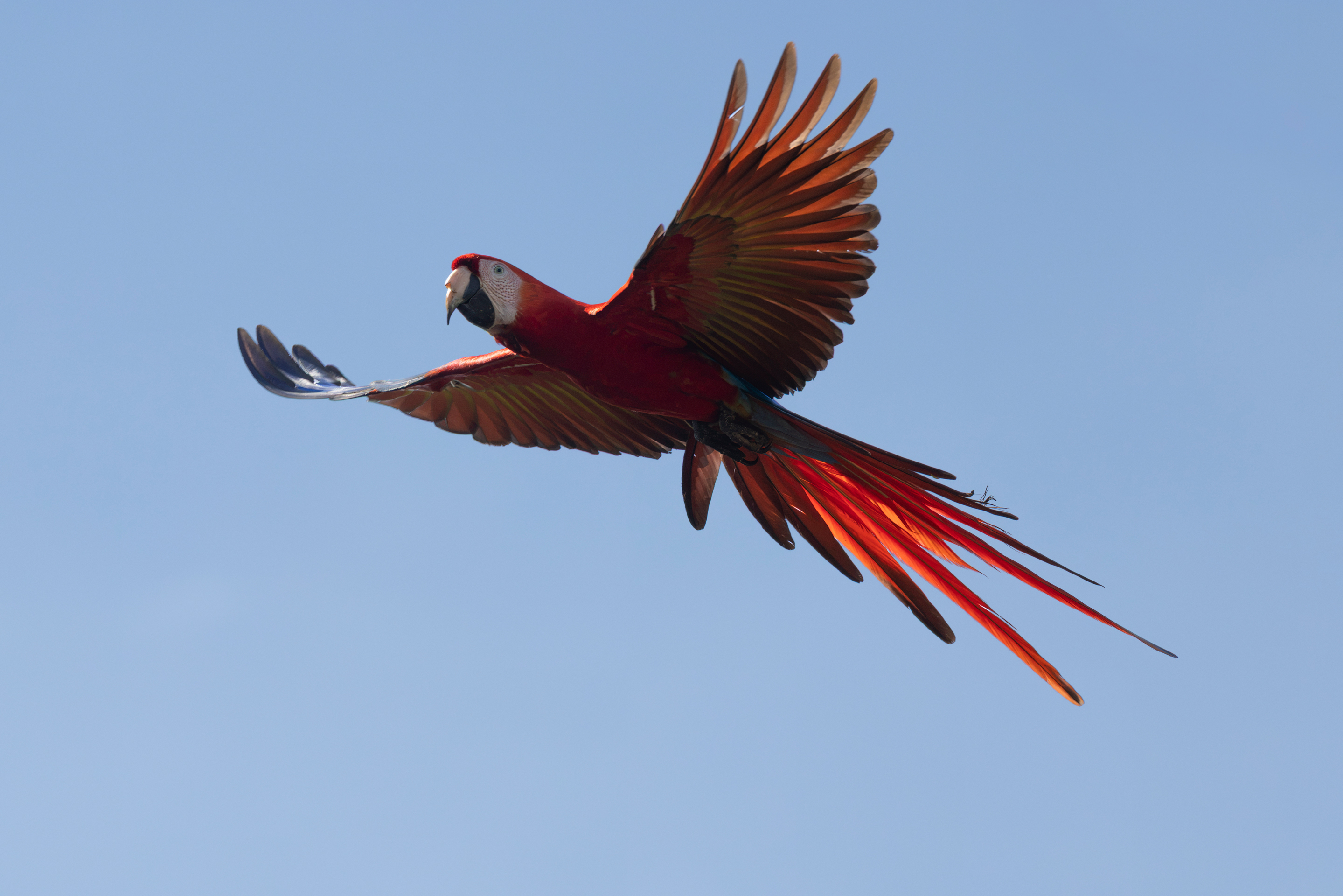 Guacamaya roja en vuelo contra cielo azul con alas desplegadas