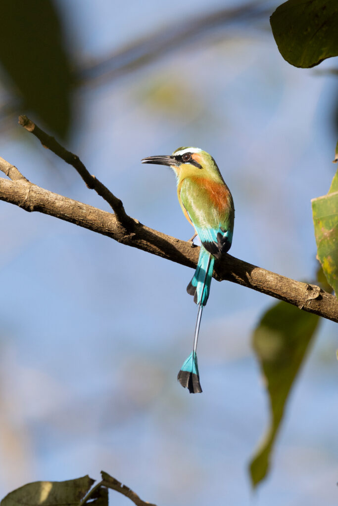 Pájaro tropical con plumaje verde, amarillo y turquesa posado en rama, Costa Rica
