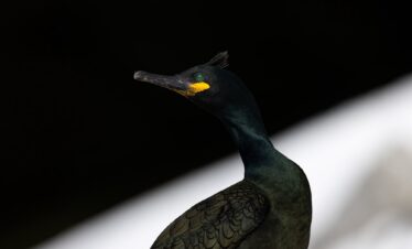 Cormorán grande con plumaje negro y cabeza erigida, ojos amarillos brillantes contra fondo oscuro