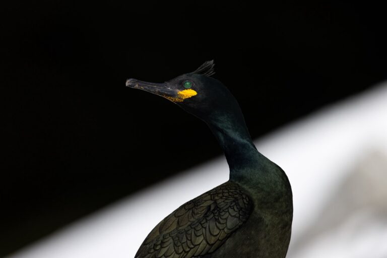 Cormorán grande con plumaje negro y cabeza erigida, ojos amarillos brillantes contra fondo oscuro