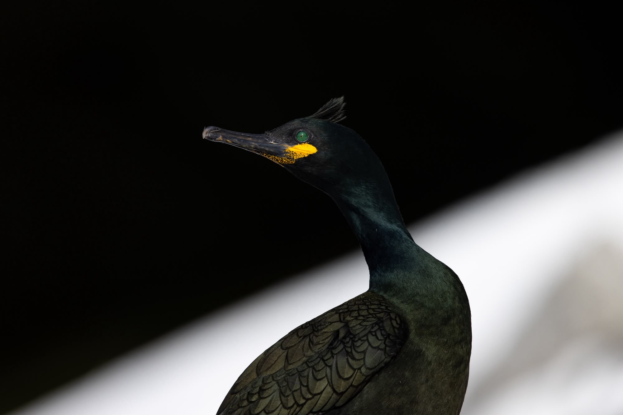 Cormorán grande con plumaje negro y cabeza erigida, ojos amarillos brillantes contra fondo oscuro