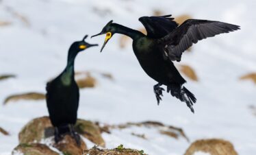 Dos cormoranes negros con ojos amarillos, uno posado en roca y otro volando sobre agua en Varanger